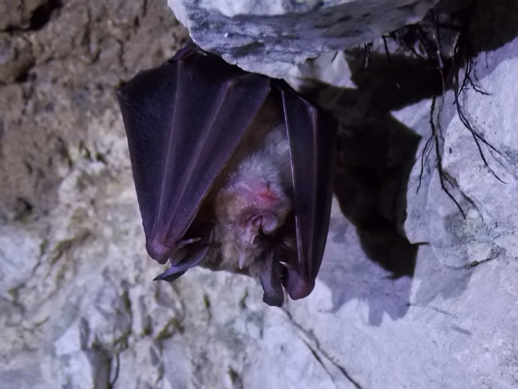 Pipistrello da identificare